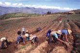 Перу - выращивания картофеля